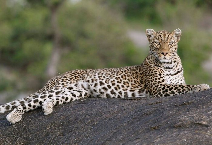 leopard