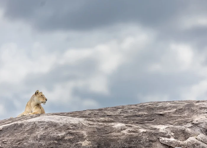 lion in serengeti