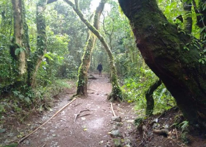 marangu kilimanjaro1