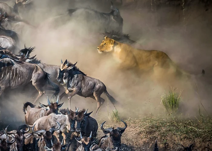 masai mara migration