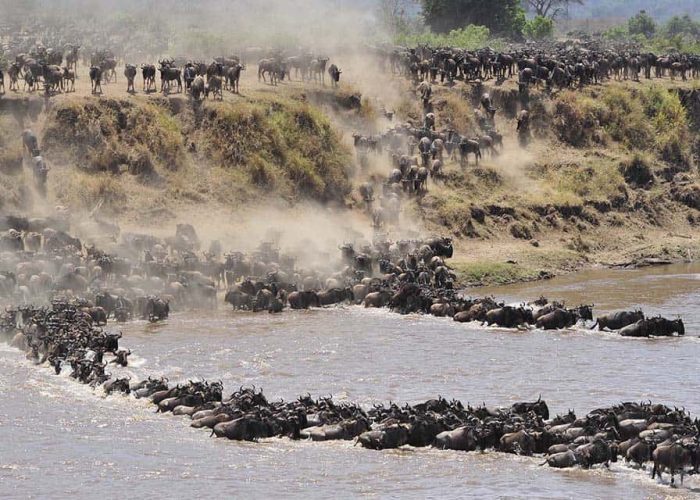 masai mara migration safari