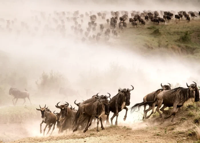 masai mara migration safari