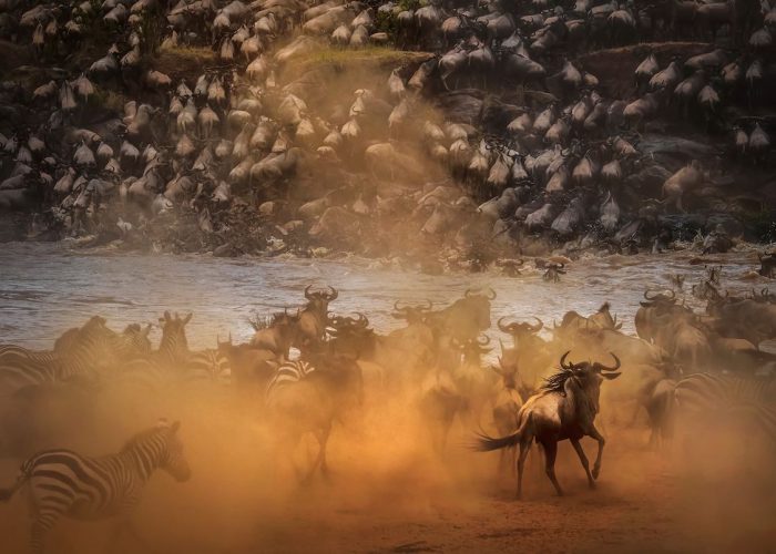 masai mara migration safari1