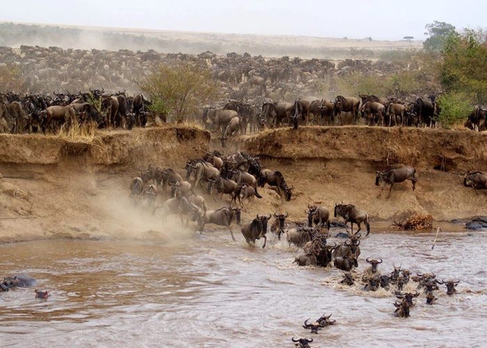 masai mara migration safari3