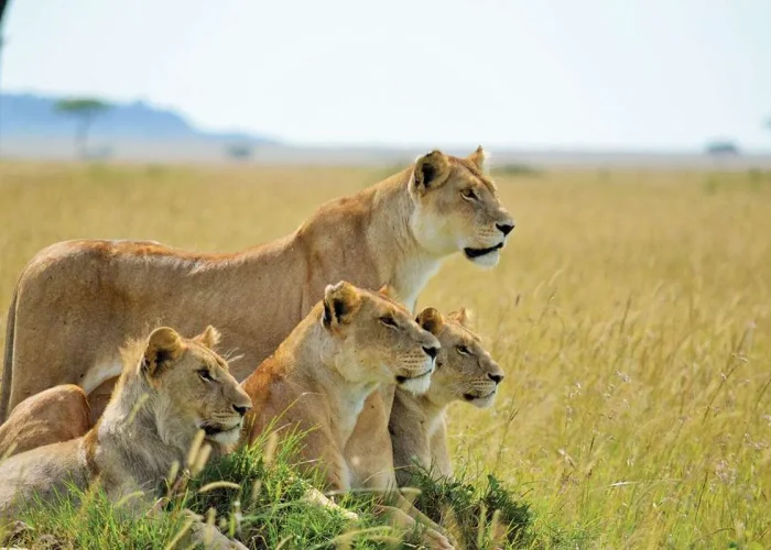 masai mara