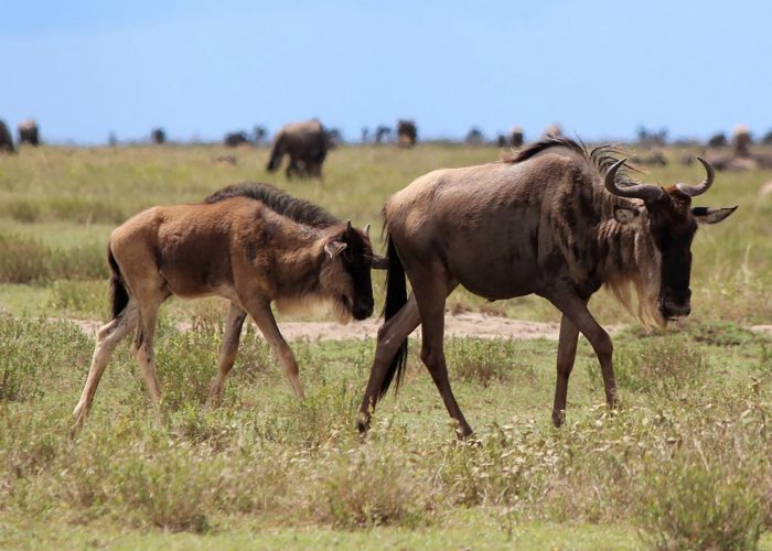 migration ndutu