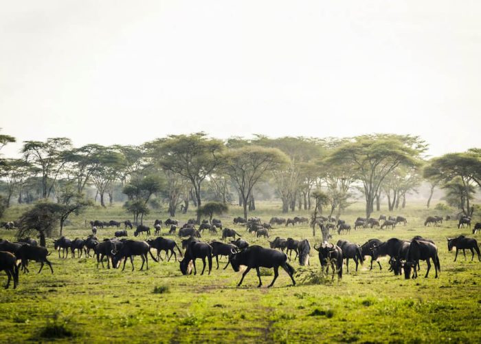 migration safari