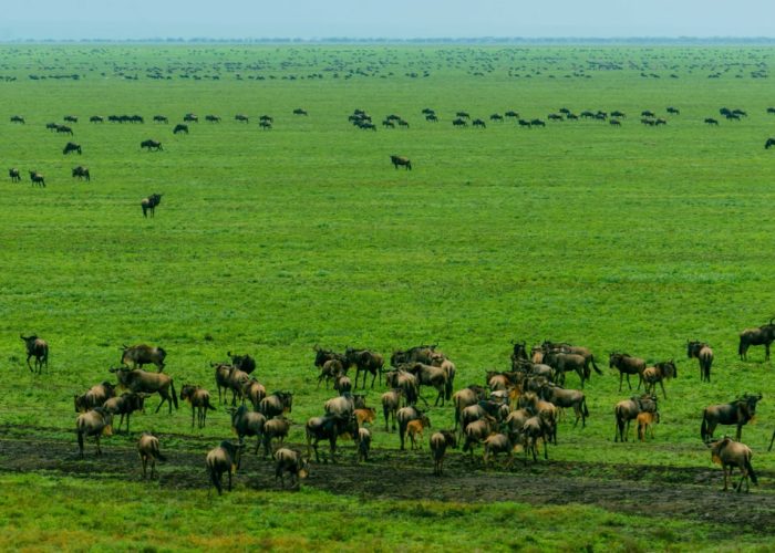 migration serengeti11