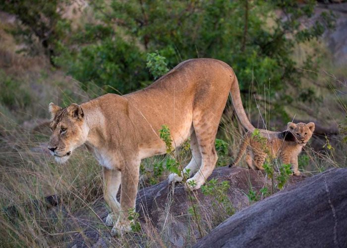 ndutu lion