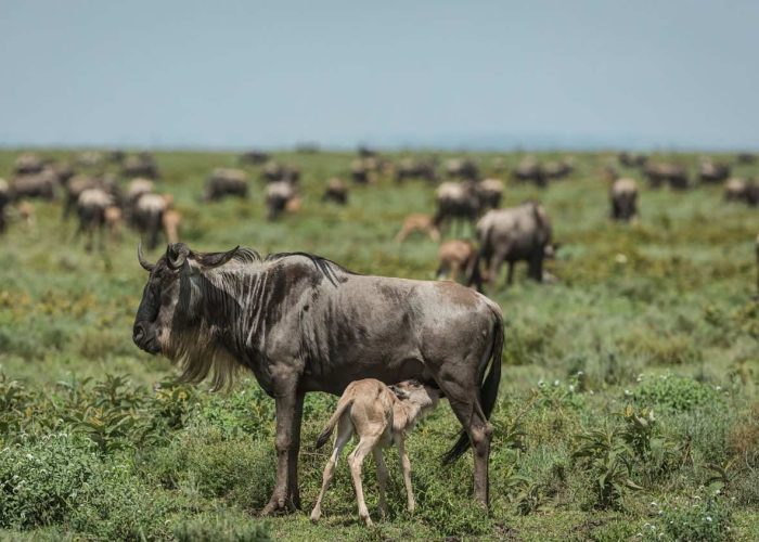 ndutu ngorongoro1