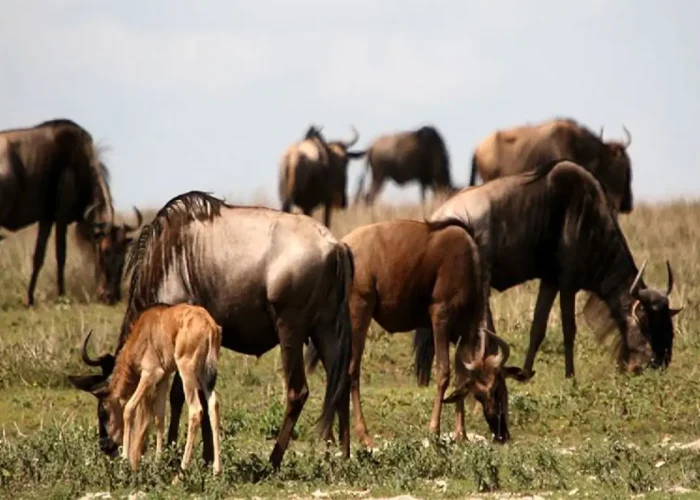 ndutu region