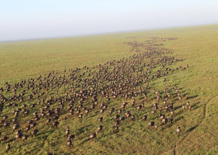 ndutu serengeti