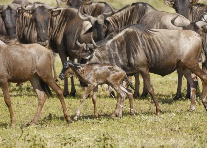 newborn wildebeest