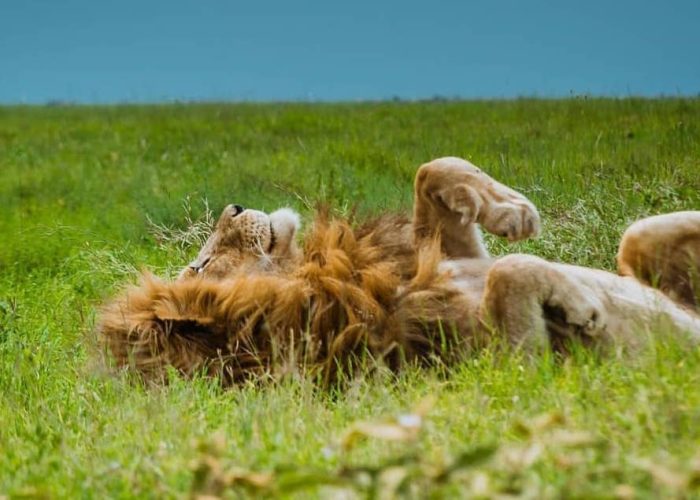 ngorongoro crater safari