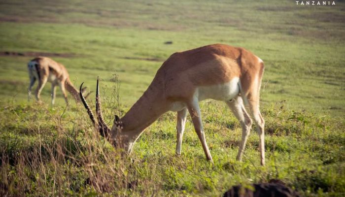 ngorongoro crater1