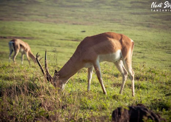 ngorongoro crater1