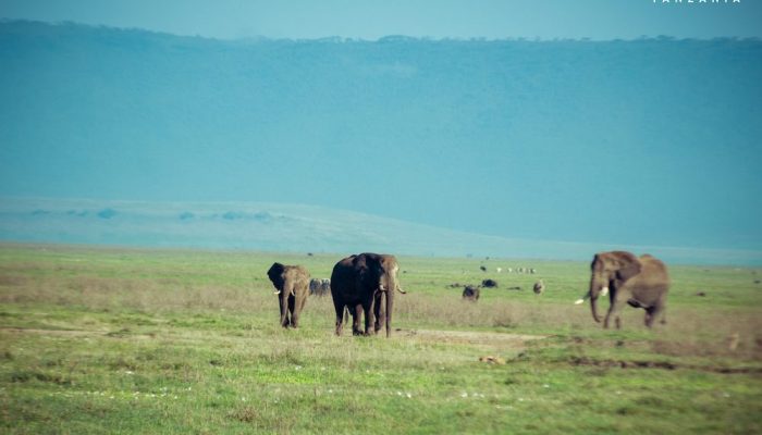 ngorongoro crater2