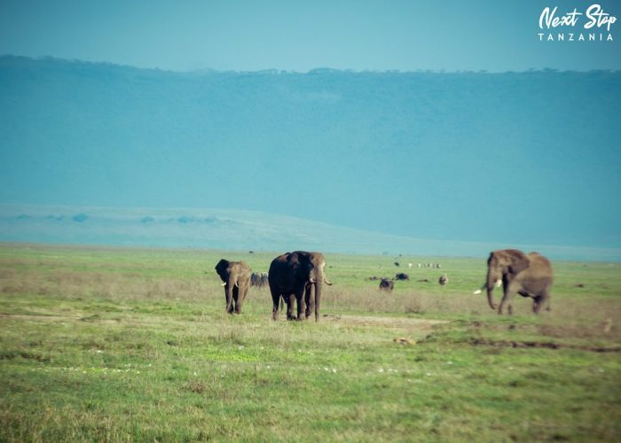 ngorongoro crater2