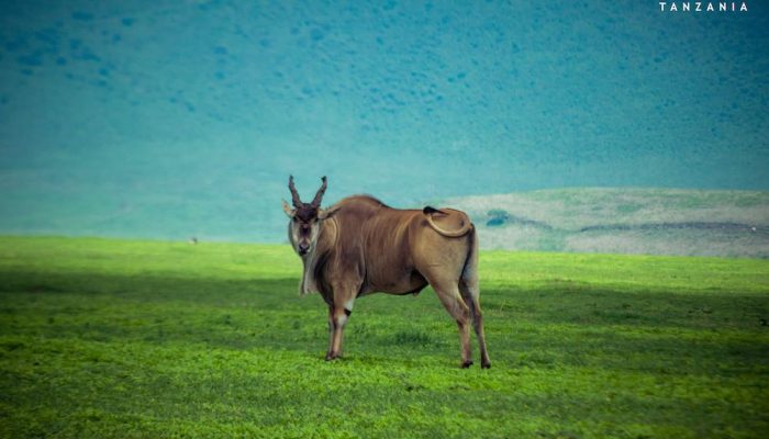 ngorongoro crater5