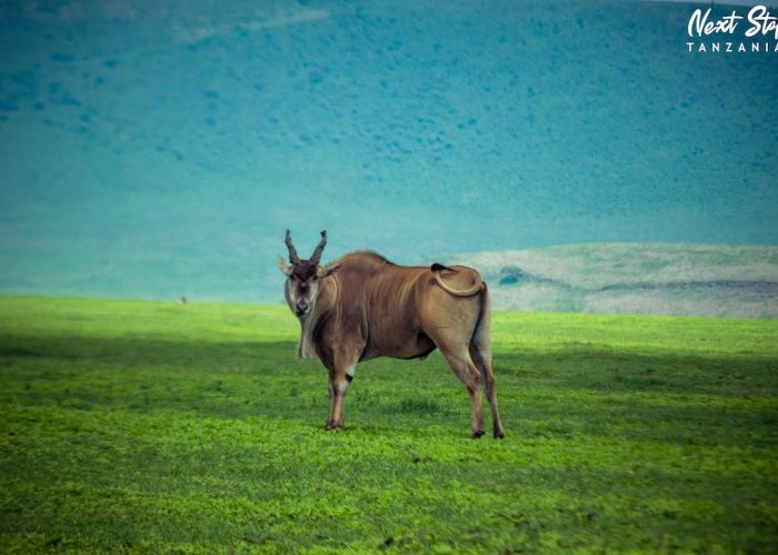 ngorongoro crater5