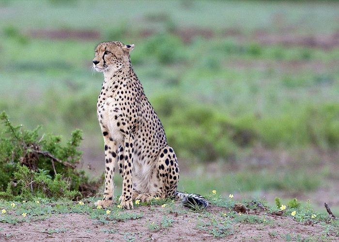 ngorongoro safari from zanzibar