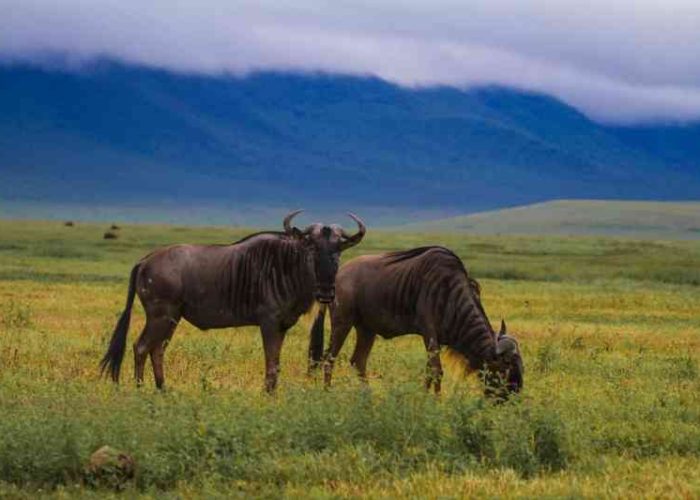 ngorongoro wildebeest