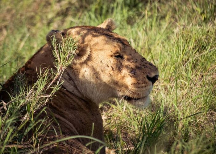 nyerere np south