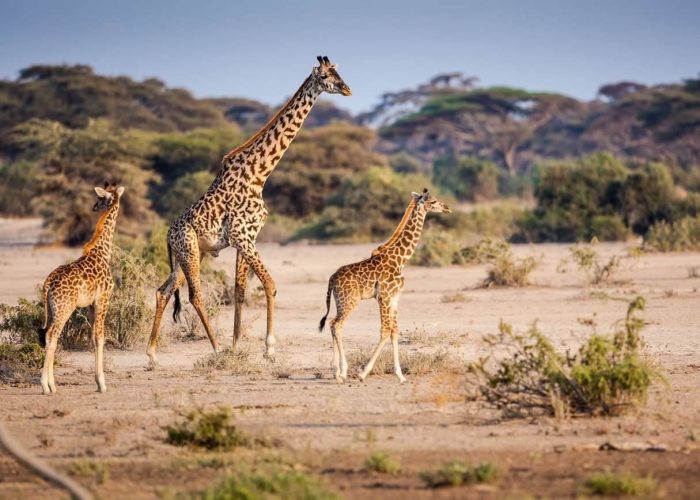 photographic safari in tanzania