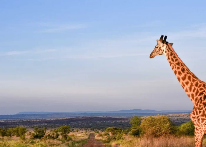 safari from zanzibar