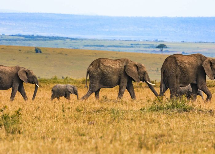 safaris serengeti