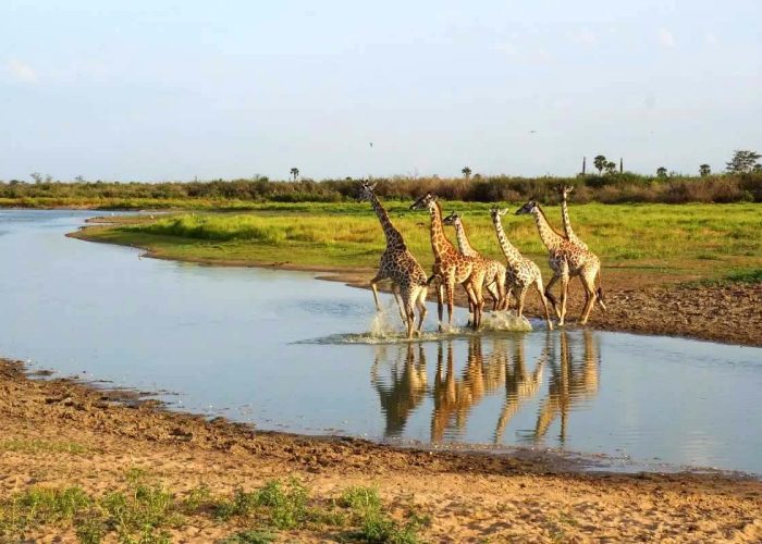 selous game reserve