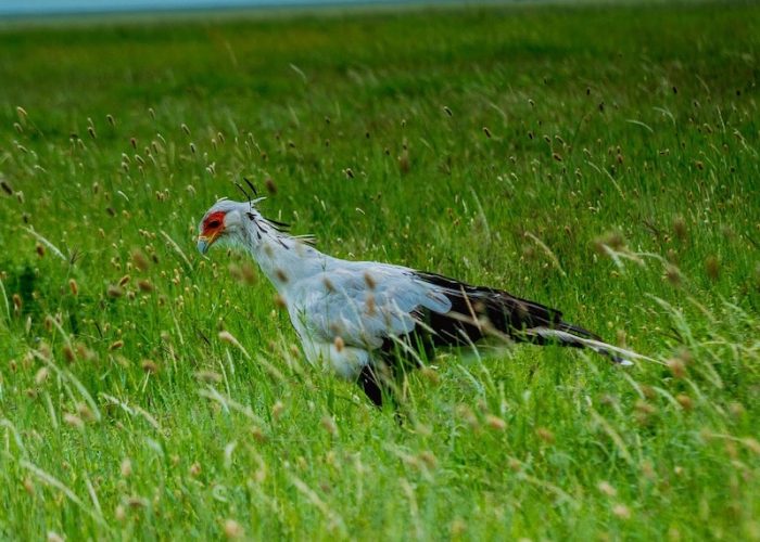 serengeti bird