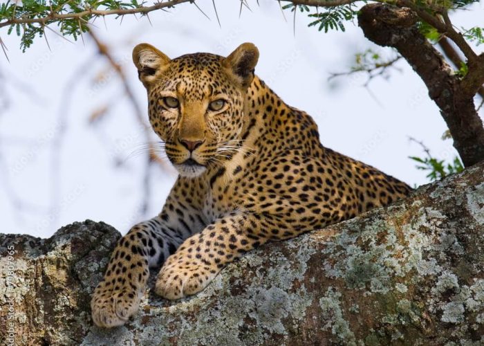 serengeti leopard