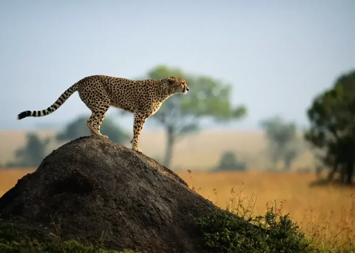 serengeti national park