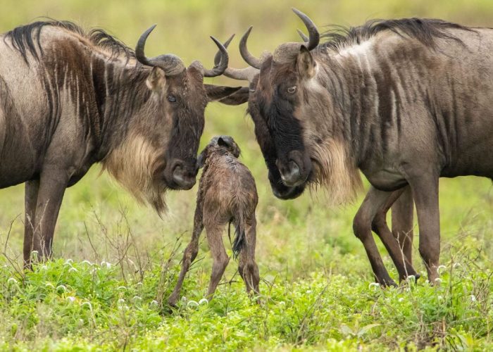 serengeti ndutu