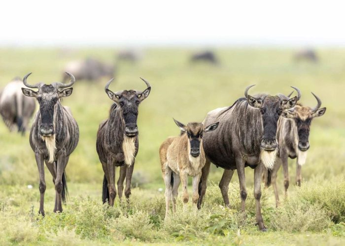 serengeti ndutu