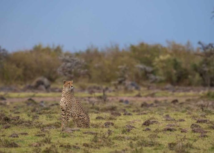 serengeti safari