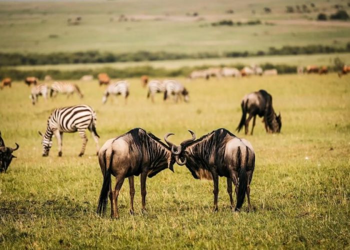 serengeti wild