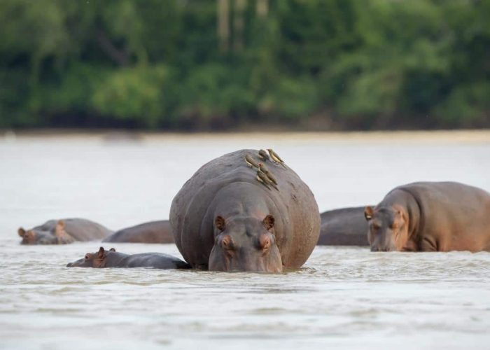 southern safari