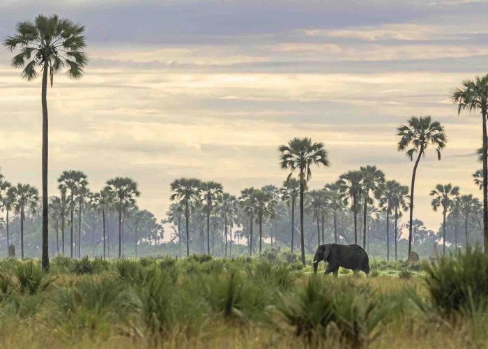 southern tanzania safari