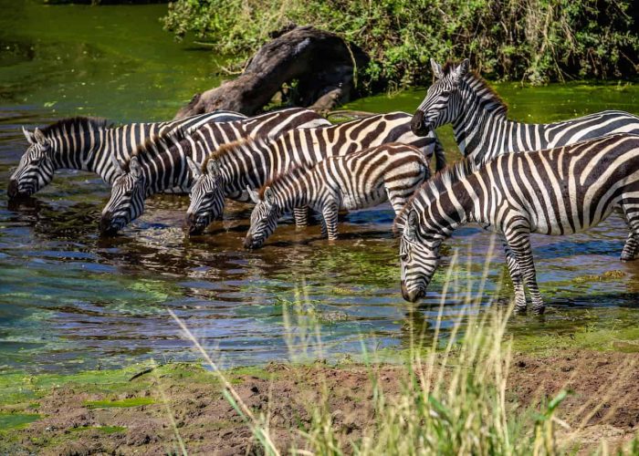 tanzania safari