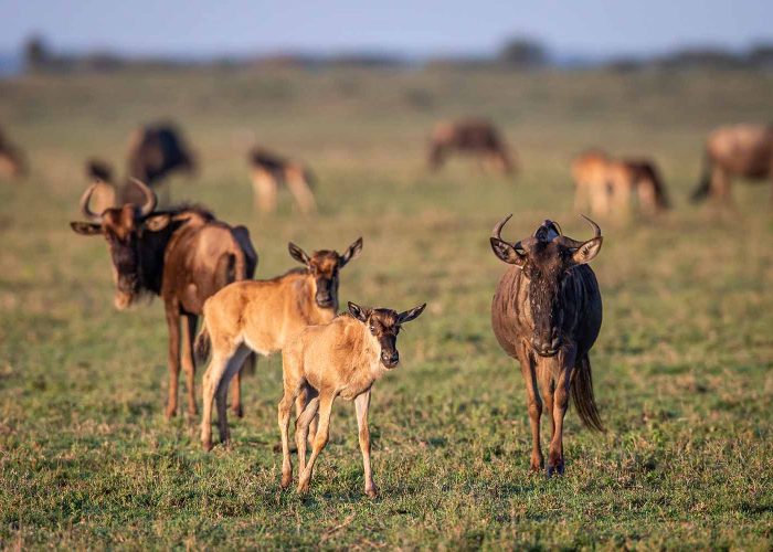 tanzania-wildlife migration calving