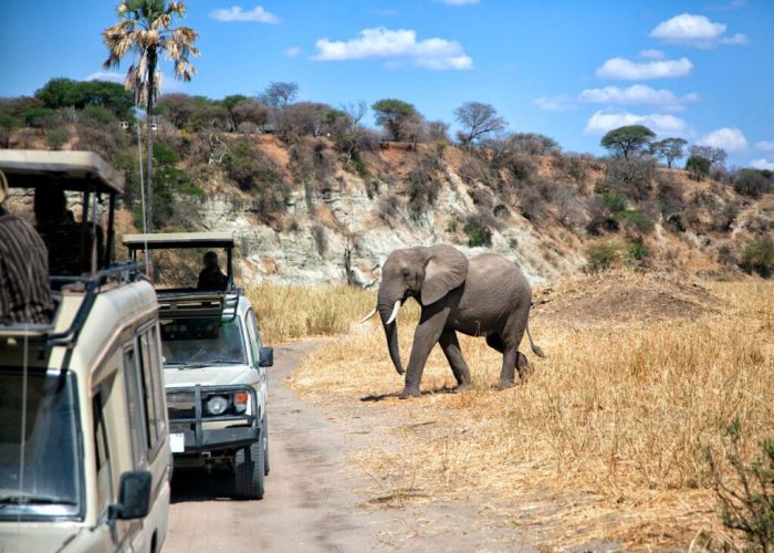 tarangire game drive