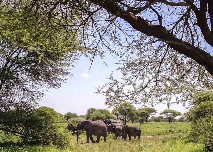 tarangire national park