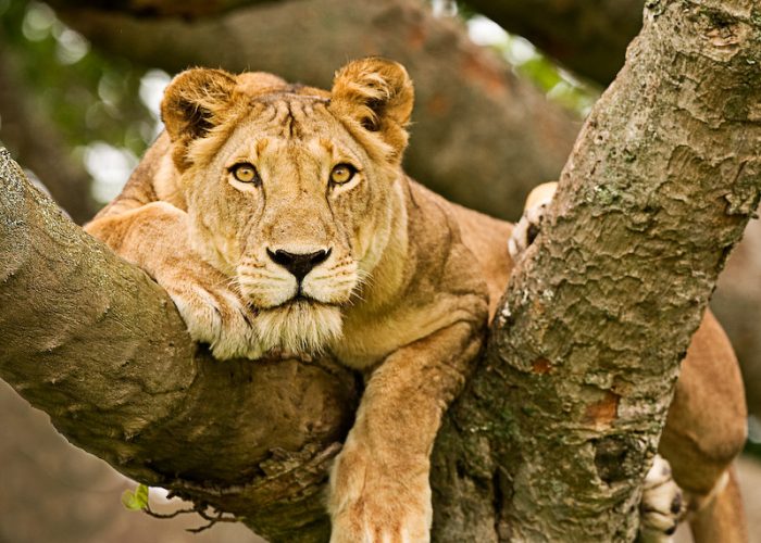 tree lions in uganda