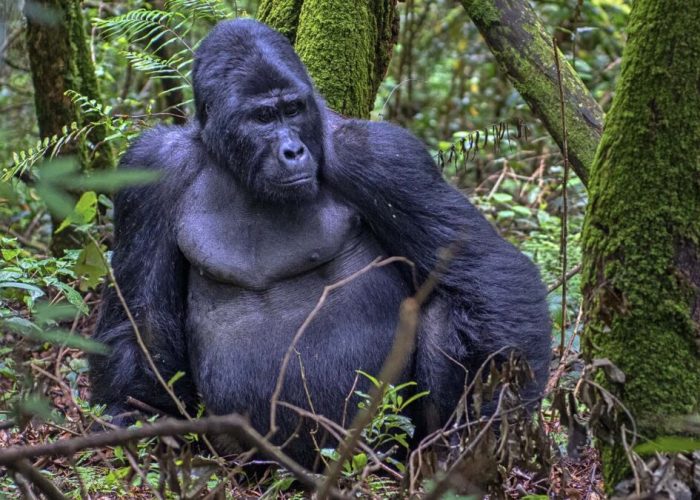 uganda gorilla trekk