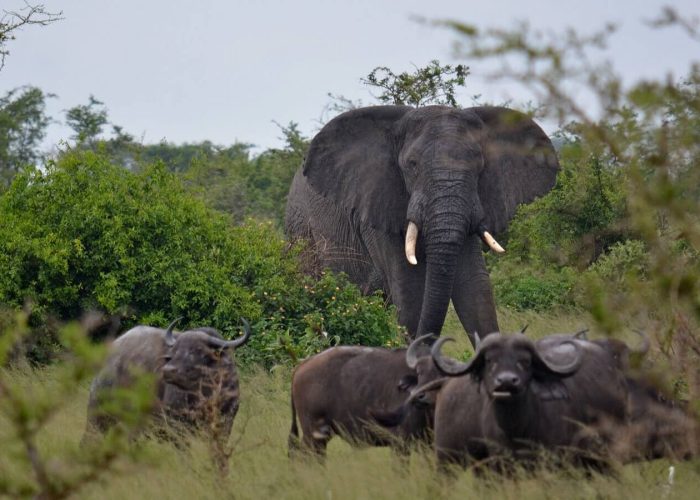 uganda wildlife