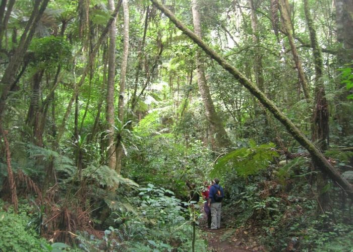 usambara trek