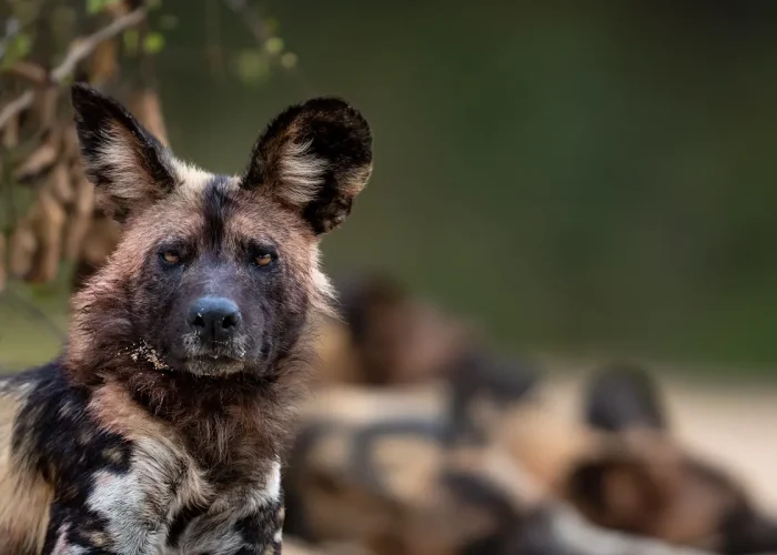 wild dog nyerere national park