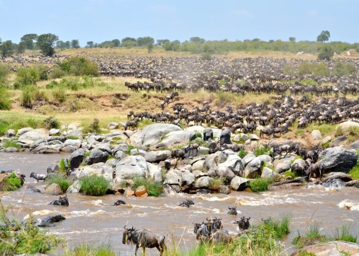 wildebeeest crossing river